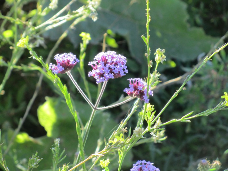 Verbena bonariensis L., 1753