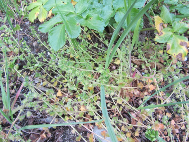 Veronica hederifolia L., 1753