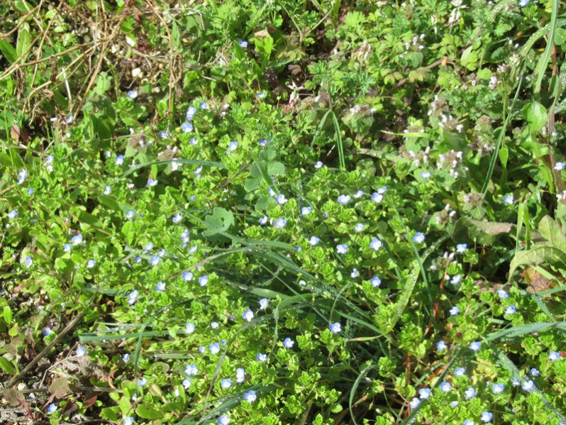 Veronica persica Poir., 1808