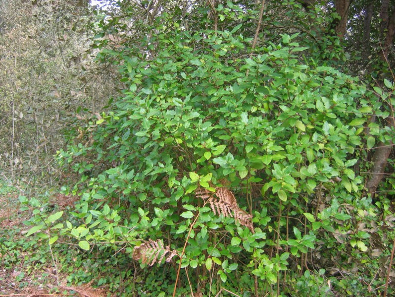 Viburnum tinus L., 1753
