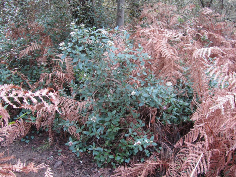 Viburnum tinus L., 1753