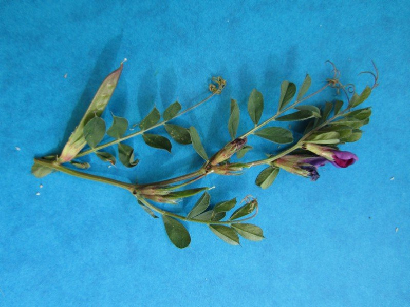 Vicia angustifolia L., 1759