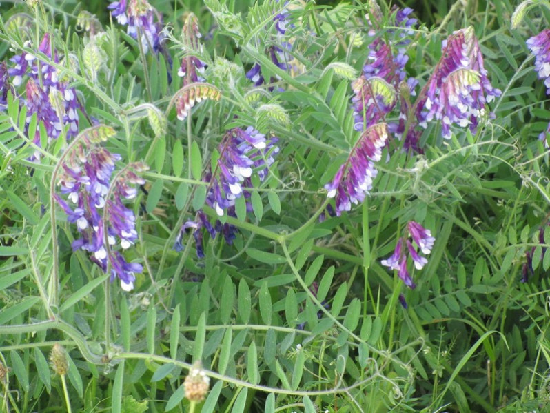 Vicia villosa Roth, 1793