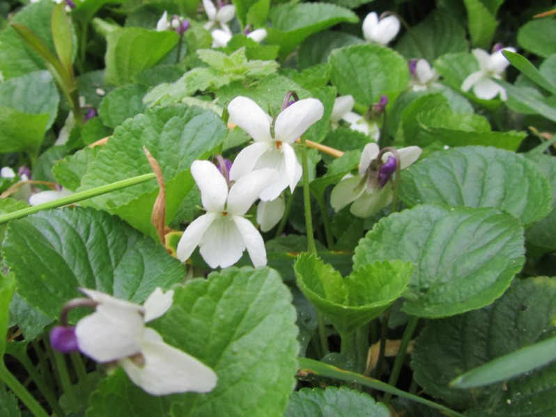 Viola odorata L., 1753