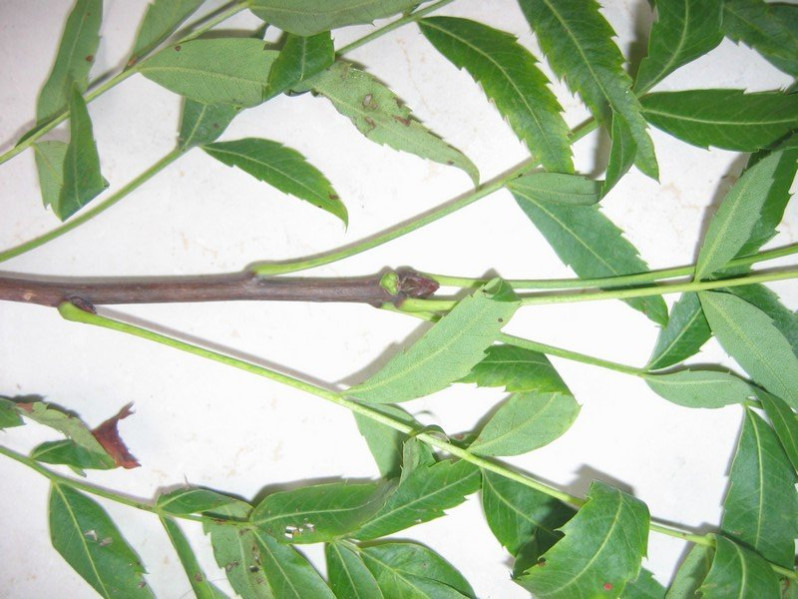 Xanthoceras sorbifolium Bunge