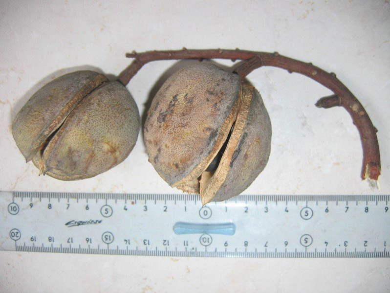 Xanthoceras sorbifolium Bunge