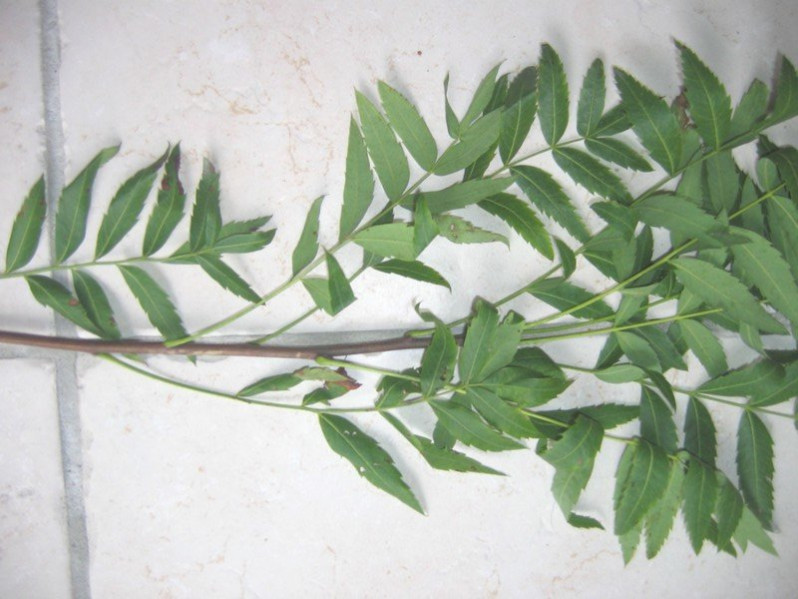 Xanthoceras sorbifolium Bunge