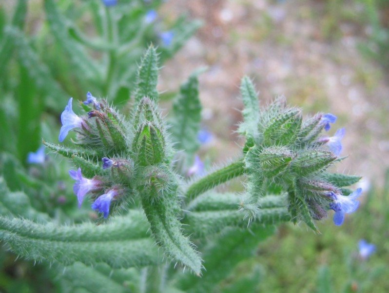 Lycopsis arvensis L., 1753