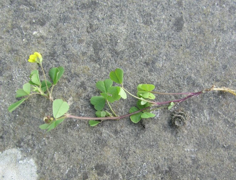 Medicago littoralis Rohde ex Loisel., 1810