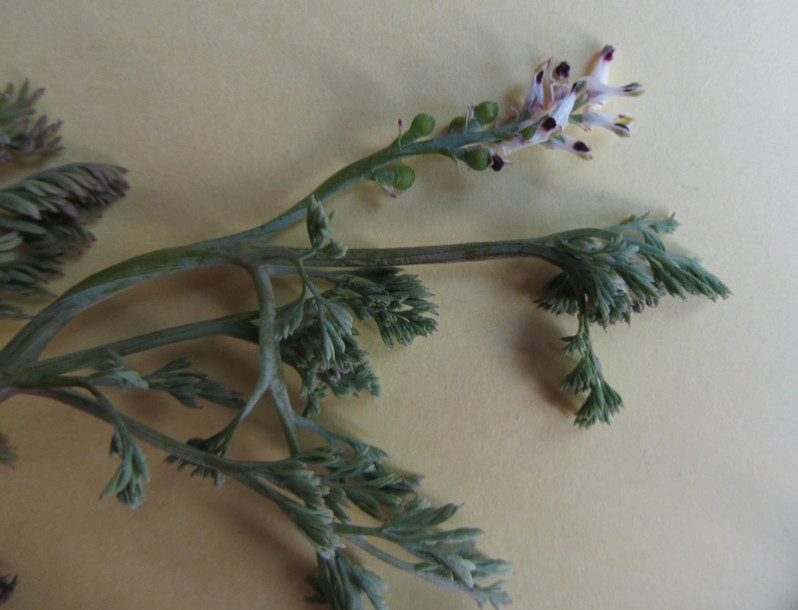Fumaria officinalis L., 1753