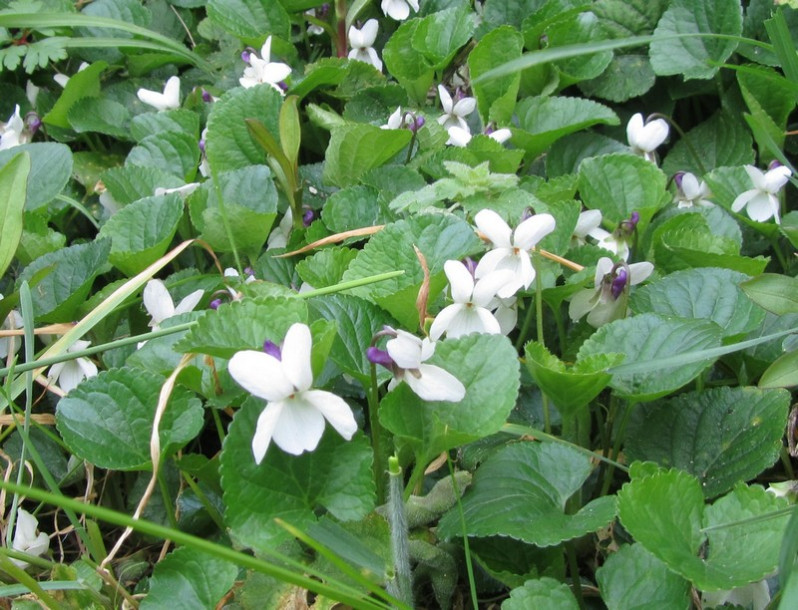 Viola odorata L., 1753