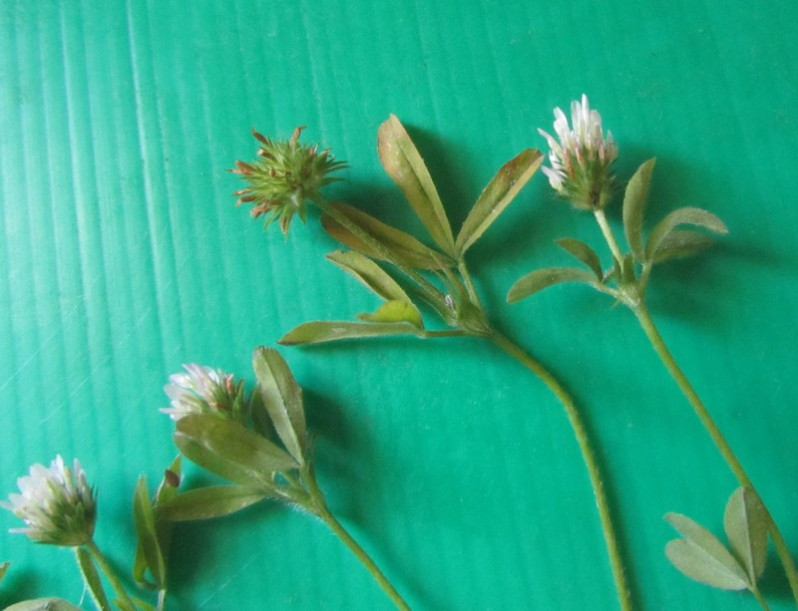 Trifolium squamosum L., 1759