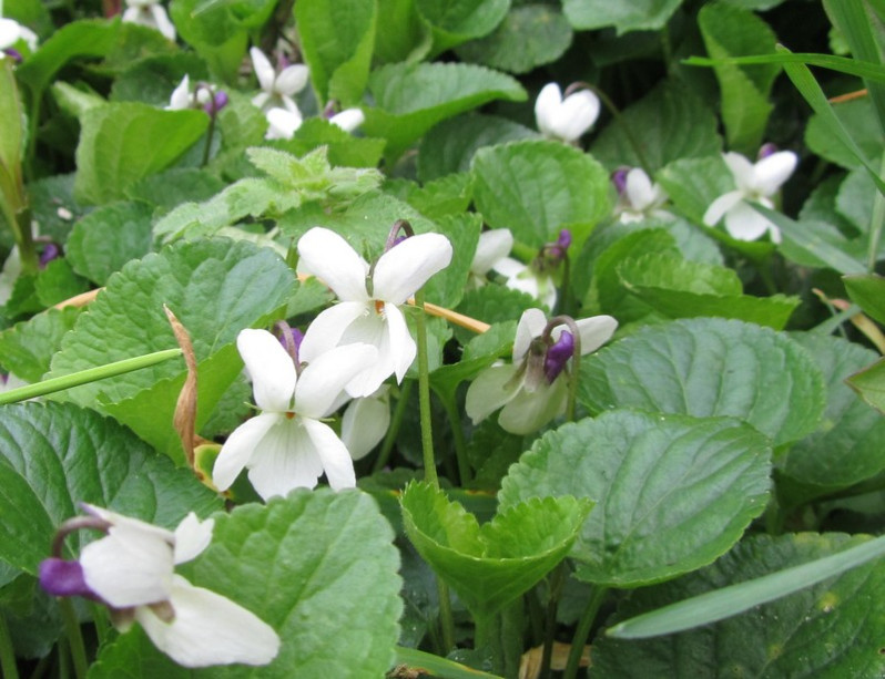 Viola odorata L., 1753