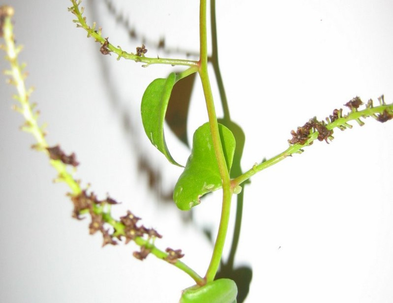 Anredera cordifolia (Ten.) Steenis, 1957