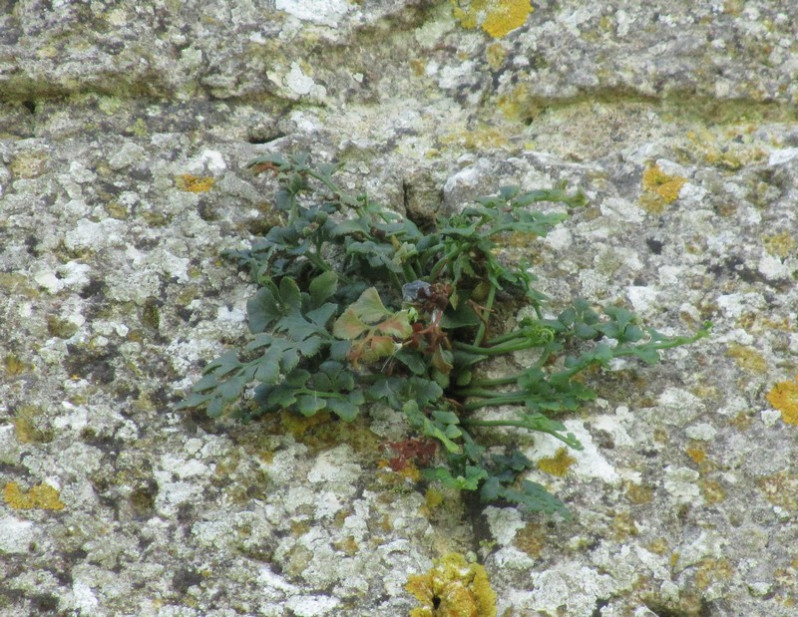 Asplenium ruta-muraria L., 1753