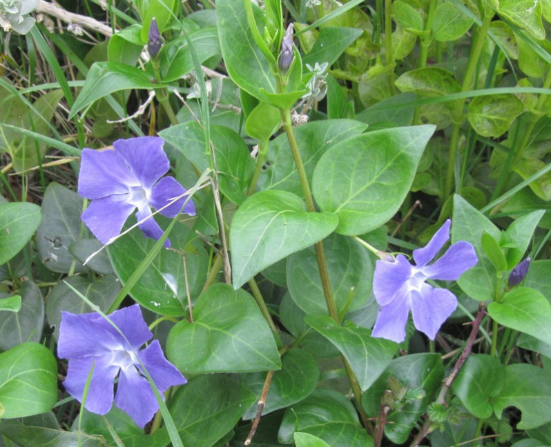 Vinca major L., 1753