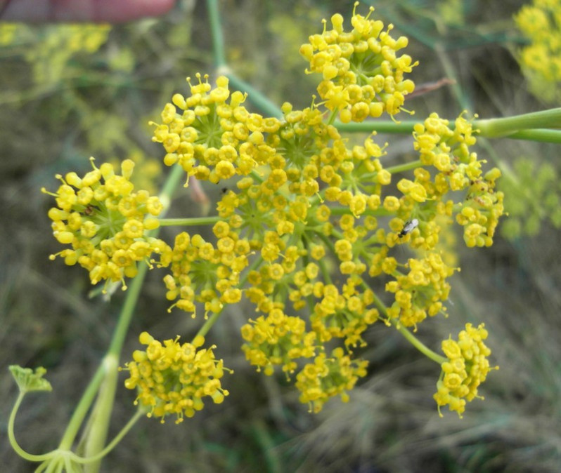 Foeniculum vulgare subsp. vulgare Mill., 1768