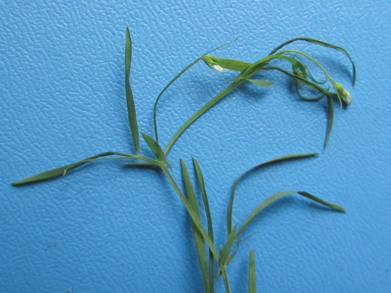 Lathyrus angulatus L., 1753