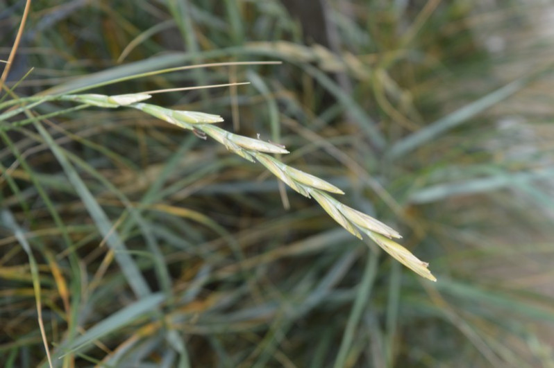 Fleurs d'Elytrigia juncea (L.) Nevski, 1936
