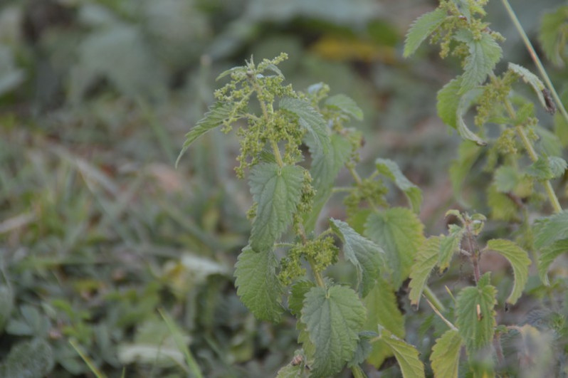 Urtica membranacea Poir., 1798 en fleurs
