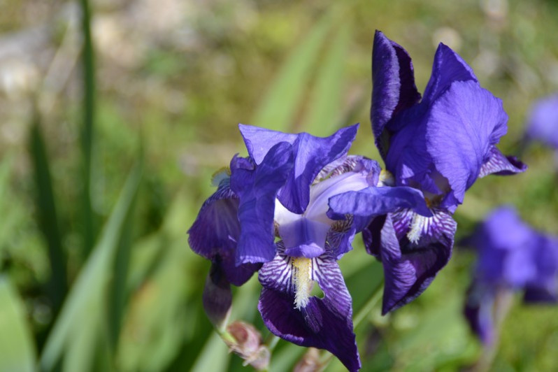 Iris germanica L., 1753 