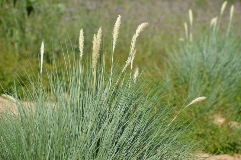 Ammophila arenaria (L.) Link, 1827 en fleurs