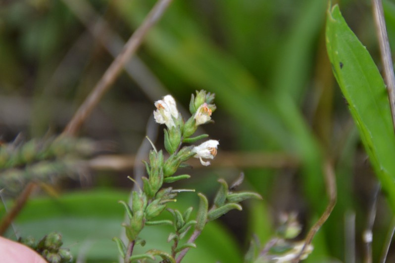 Fleurs d'Odontites jaubertianus (Boreau) D.Dietr. ex Walp., 1844