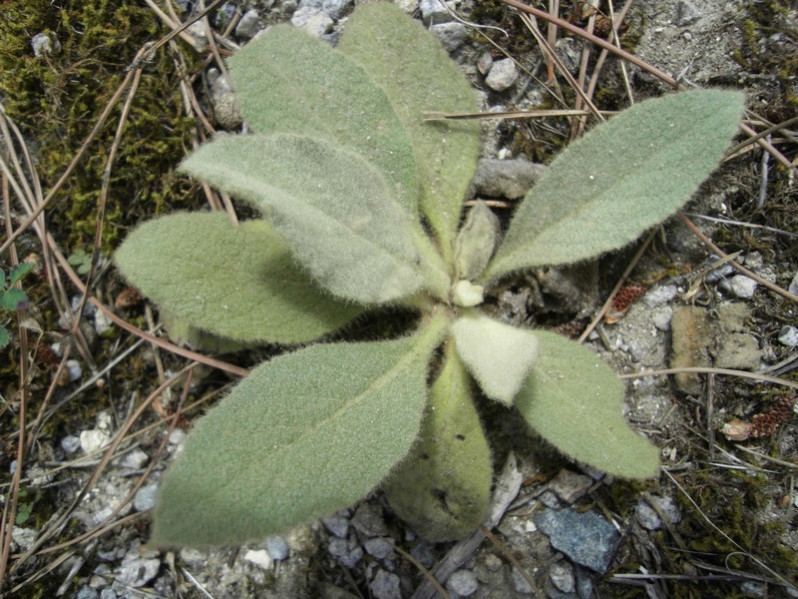 Verbascum thapsus L., 1753