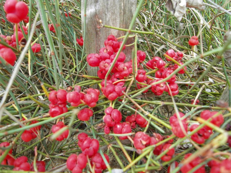Ephedra distachya L., 1753 en fleurs