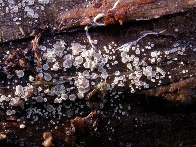 Hyaloscypha aureliella (Nyl.) Huhtinen, 1990