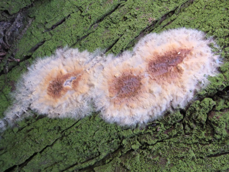 Leucogyrophana pseudomollusca (Parmasto) Parmasto, 1967