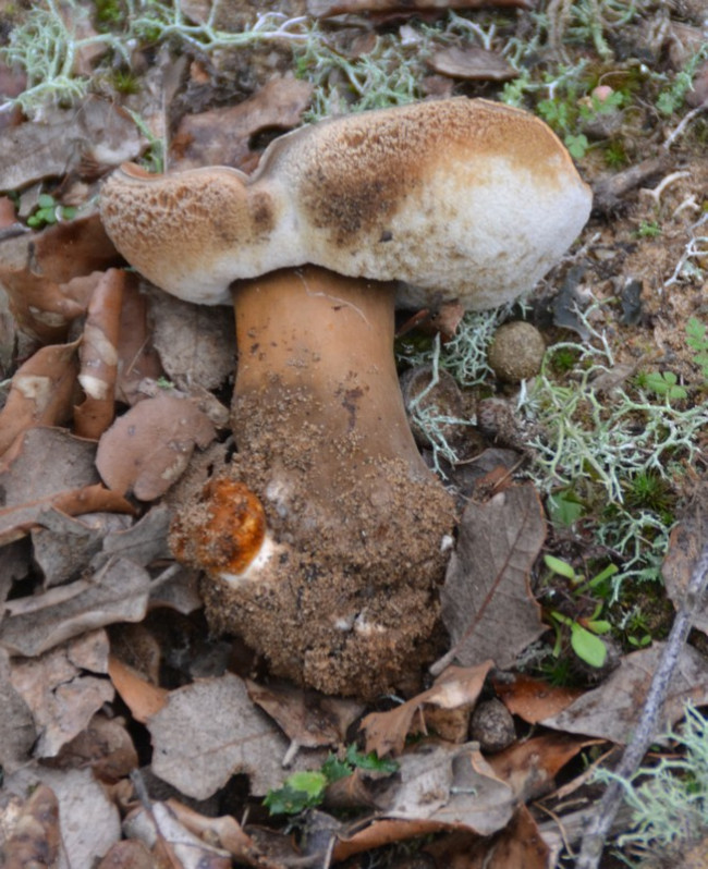 Gyroporus castaneus (Bull.) Quél., 1886