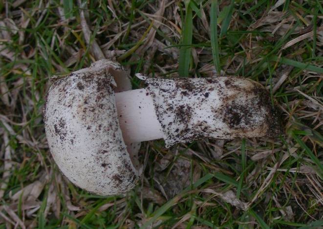 Agaricus gennadii (Chatin & Boud.) P.D.Orton, 1960