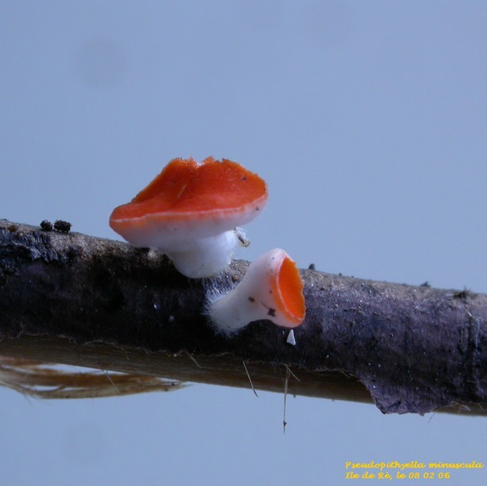 Pseudopithyella minuscula (Boud. & Torrend) Seaver, 1928