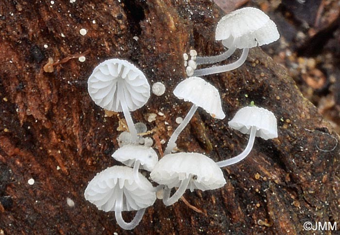 Mycena tenerrima (Berk.) Quél., 1872