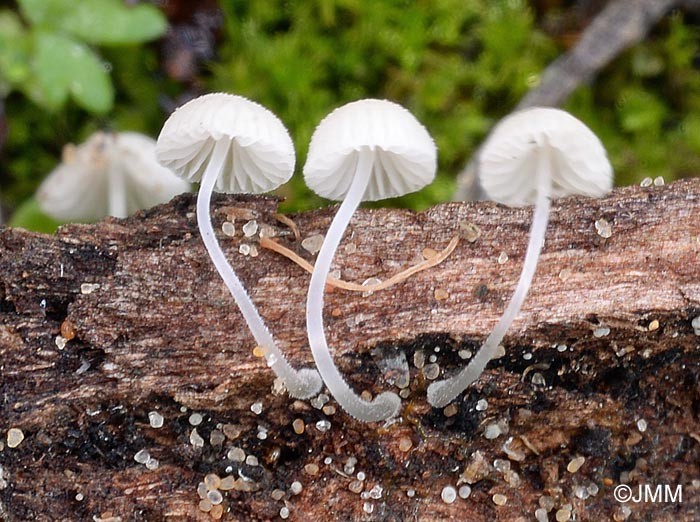 Mycena tenerrima (Berk.) Quél., 1872