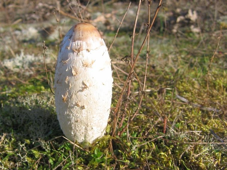 Coprinus comatus (O.F.Müll.) Pers., 1797