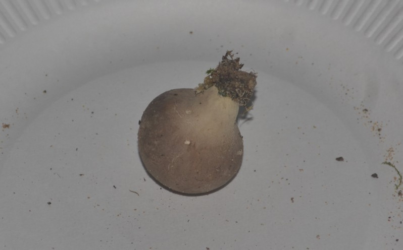 Lycoperdon molle Pers., 1801