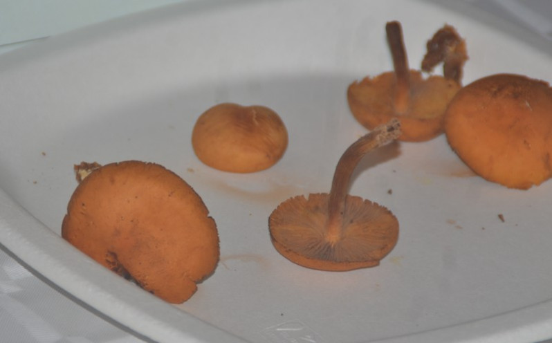 Gymnopilus liquiritiae (Pers.) P.Karst., 1879