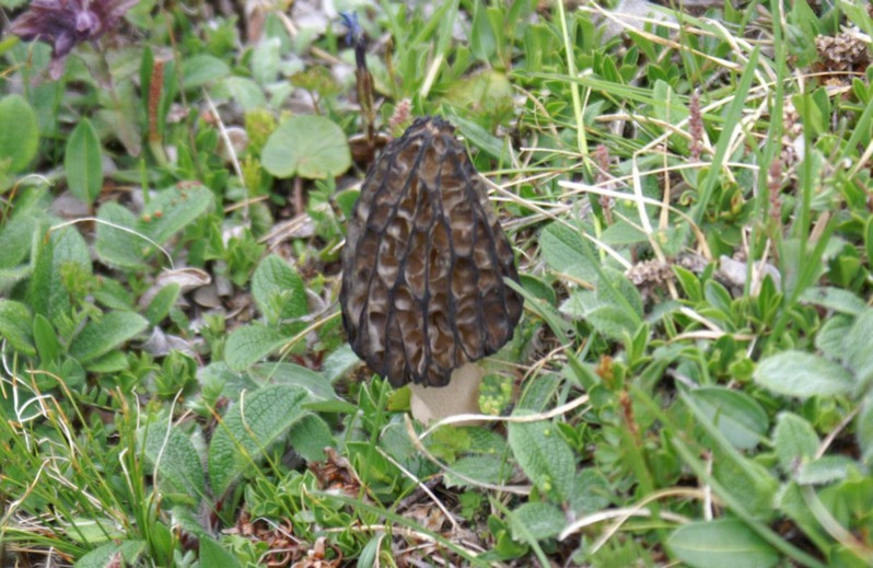 Morchella elata Fr., 1822