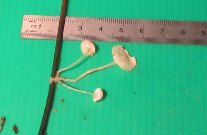 Hemimycena lactea (Pers.) Singer, 1938