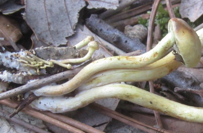 Hypholoma fasciculare (Huds.) P.Kumm., 1871