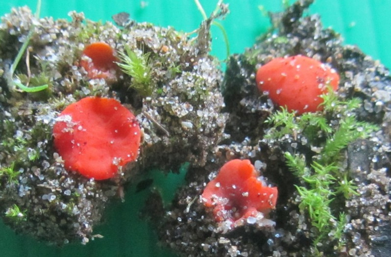 Pulvinula carbonaria (Fuckel) Boud., 1907