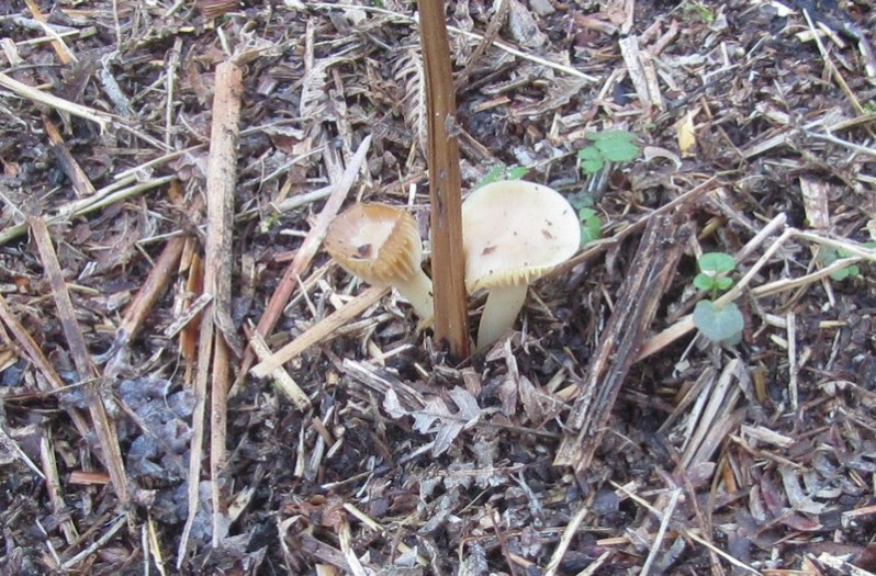 Omphalina pyxidata (Bull.) Quél., 1886