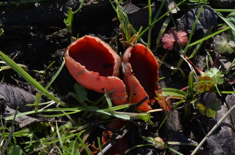 Sarcoscypha coccinea (Scop.) Sacc. ex E.J.Durand, 1900