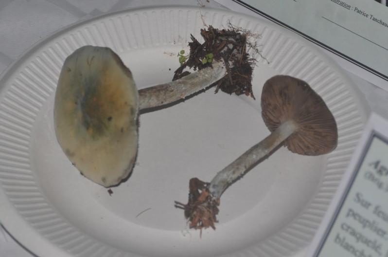 Stropharia caerulea Kreisel, 1979