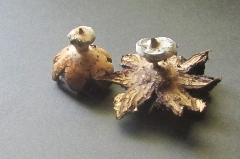 Geastrum striatum DC., 1805
