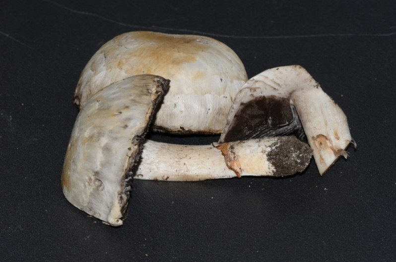 Agaricus bitorquis (Quél.) Sacc., 1887
