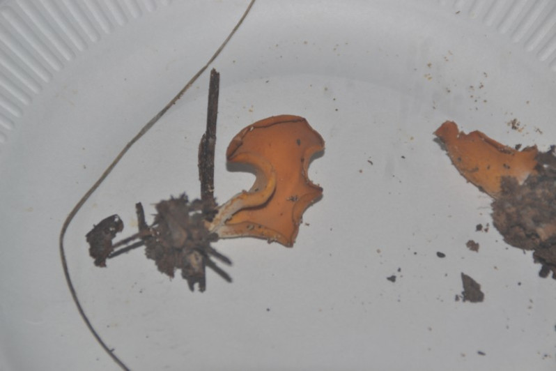 Otidea onotica (Pers.) Fuckel, 1870