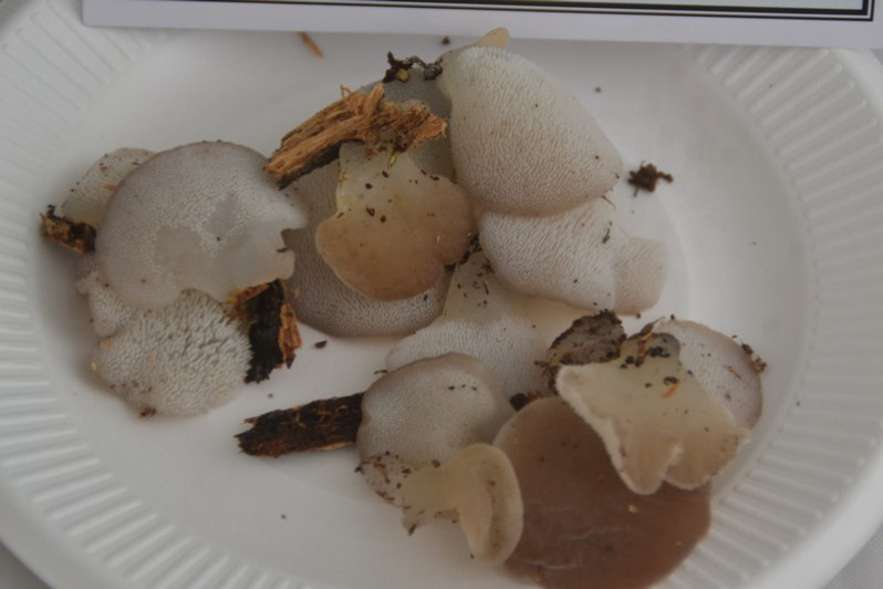 Pseudohydnum gelatinosum (Scop.) P.Karst., 1868